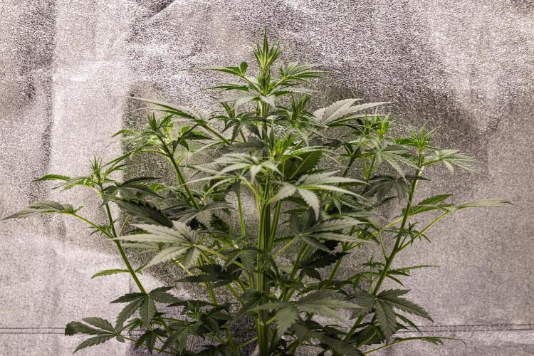 Grape Ape - Farm #23. Week 3 - Grape Ape - Day 21.