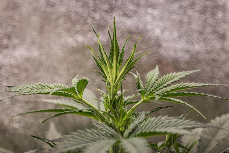Grape Ape - Farm #23. Week 3 - Grape Ape - Day 21.