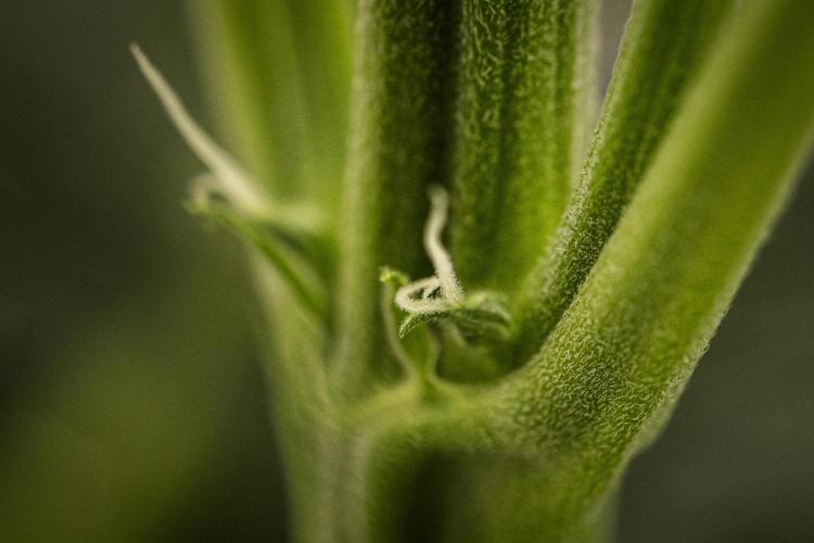 Grape Ape - Farm #23. Week 3 - Grape Ape - Day 21.