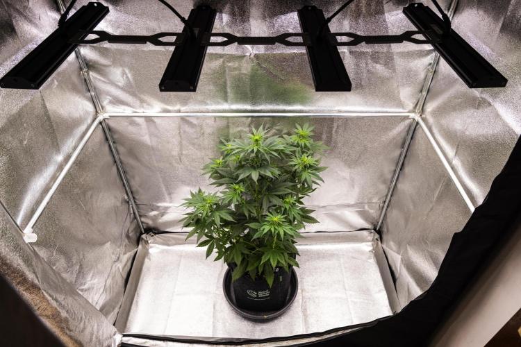 Pink Runtz - Farm #23. Week 3 - Pink Runtz - Day 21.