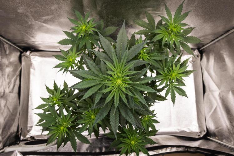 Pink Runtz - Farm #23. Week 3 - Pink Runtz - Day 21.