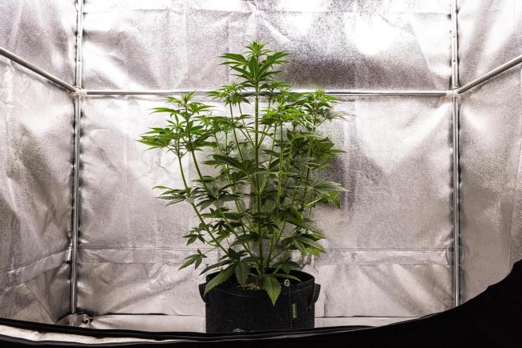 Pink Runtz - Farm #23. Week 3 - Pink Runtz - Day 21.