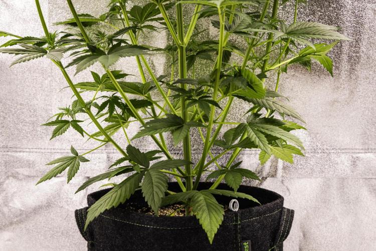 Pink Runtz - Farm #23. Week 3 - Pink Runtz - Day 21.