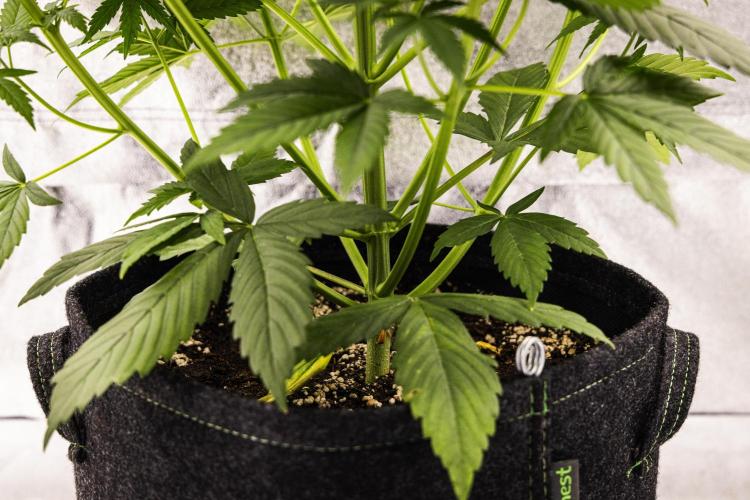 Pink Runtz - Farm #23. Week 3 - Pink Runtz - Day 21.