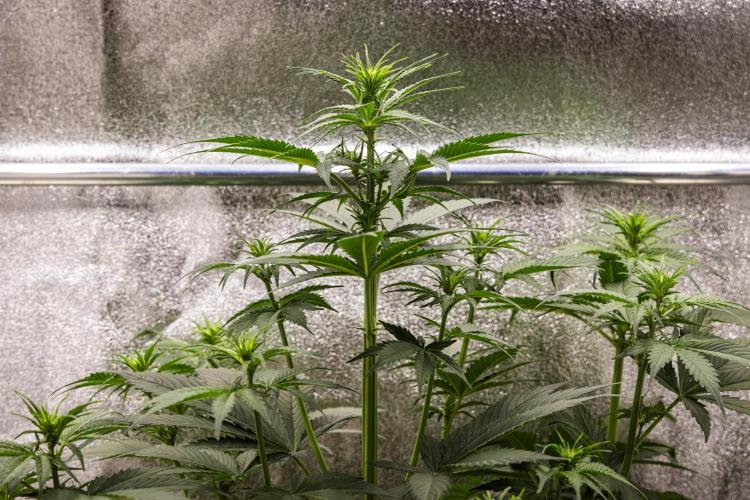 Pink Runtz - Farm #23. Week 3 - Pink Runtz - Day 21.