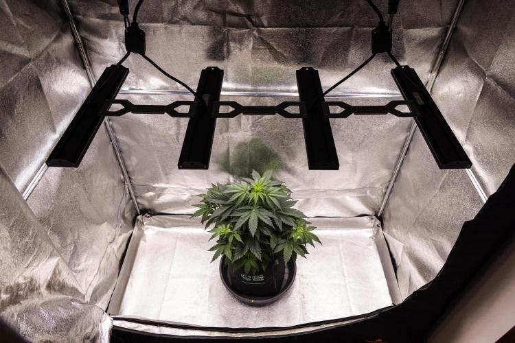 Wedding Cake - Farm #23. Week 3 - Wedding Cake - Day 21.