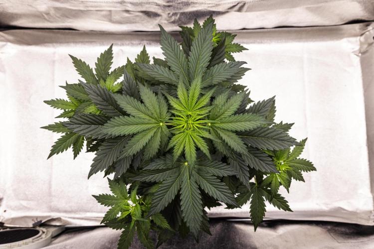 Wedding Cake - Farm #23. Week 3 - Wedding Cake - Day 21.