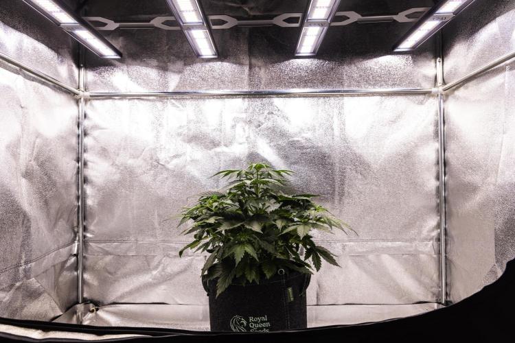 Wedding Cake - Farm #23. Week 3 - Wedding Cake - Day 21.