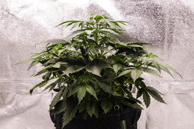 Wedding Cake - Farm #23. Week 3 - Wedding Cake - Day 21.