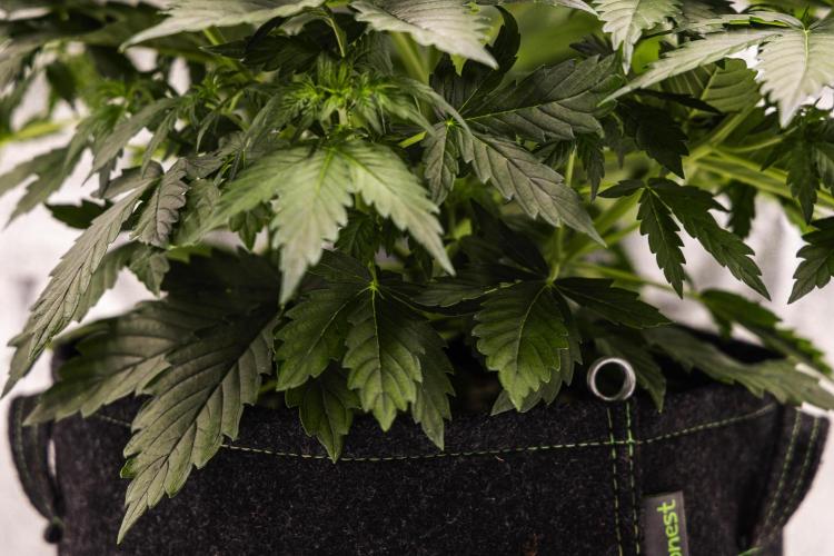 Wedding Cake - Farm #23. Week 3 - Wedding Cake - Day 21.