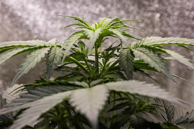 Wedding Cake - Farm #23. Week 3 - Wedding Cake - Day 21.