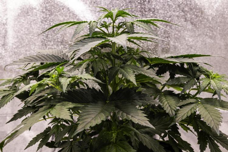 Wedding Cake - Farm #23. Week 3 - Wedding Cake - Day 21.