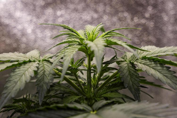 Wedding Cake - Farm #23. Week 3 - Wedding Cake - Day 21.