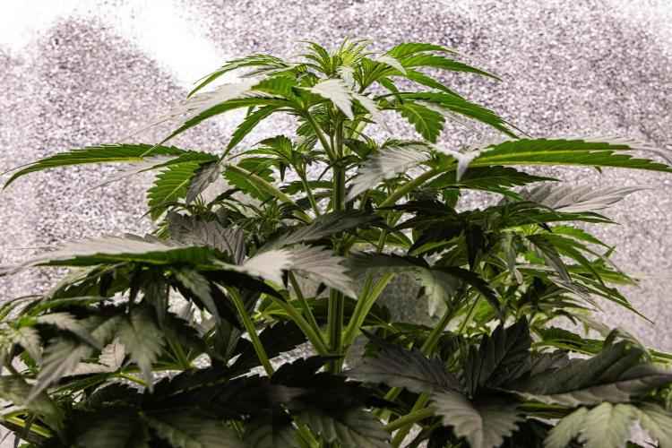 Wedding Cake - Farm #23. Week 3 - Wedding Cake - Day 21.