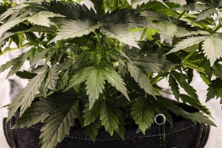 Wedding Cake - Farm #23. Week 3 - Wedding Cake - Day 21.