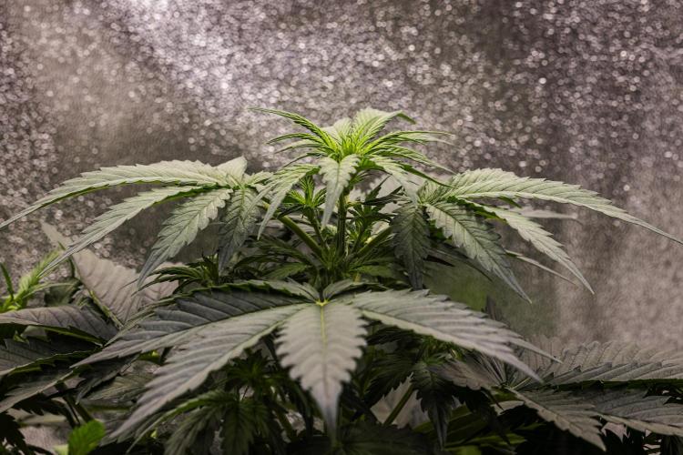 Wedding Cake - Farm #23. Week 3 - Wedding Cake - Day 21.