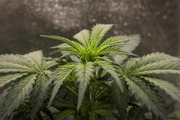Wedding Cake - Farm #23. Week 3 - Wedding Cake - Day 21.