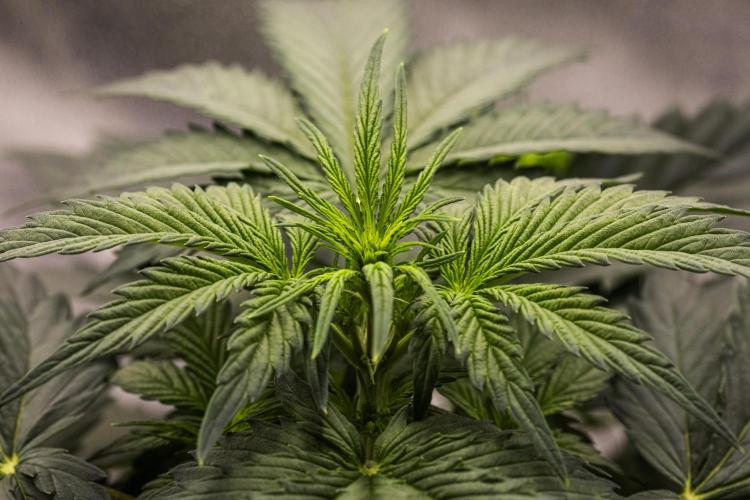 Wedding Cake - Farm #23. Week 3 - Wedding Cake - Day 21.
