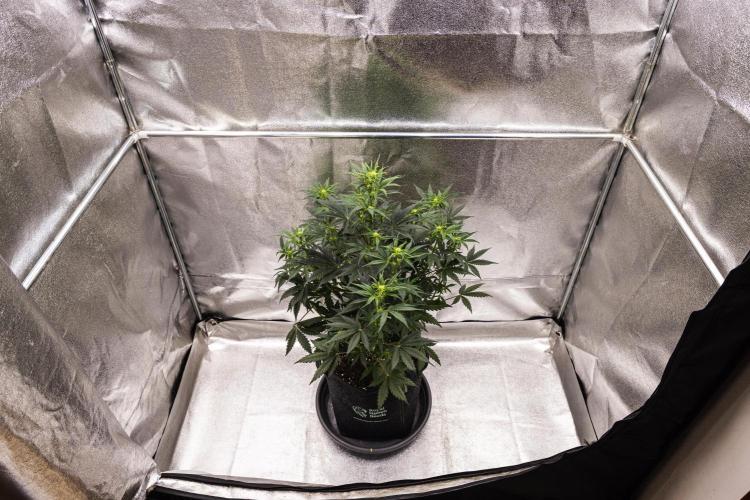 Grape Ape - Farm #23. Week 4 - Grape Ape - Day 28.