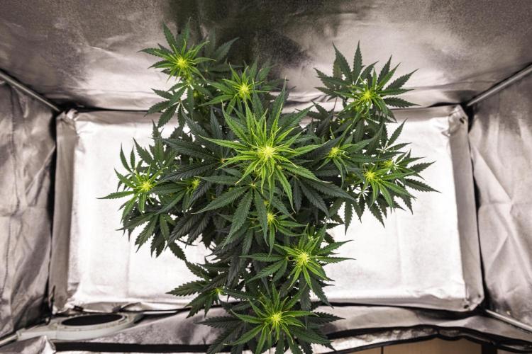 Grape Ape - Farm #23. Week 4 - Grape Ape - Day 28.