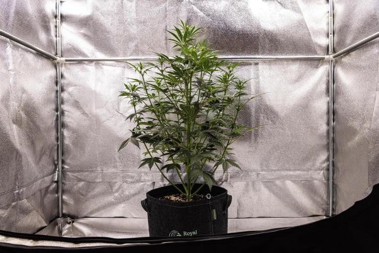 Grape Ape - Farm #23. Week 4 - Grape Ape - Day 28.