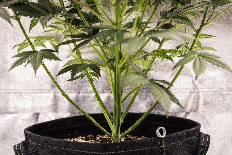 Grape Ape - Farm #23. Week 4 - Grape Ape - Day 28.