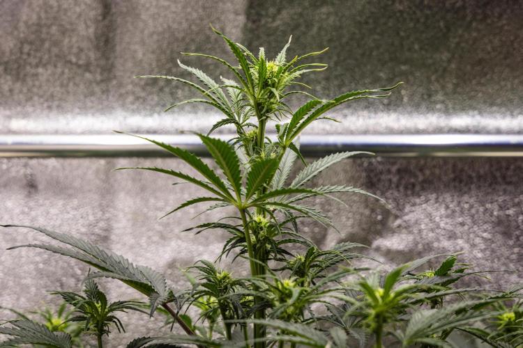 Grape Ape - Farm #23. Week 4 - Grape Ape - Day 28.