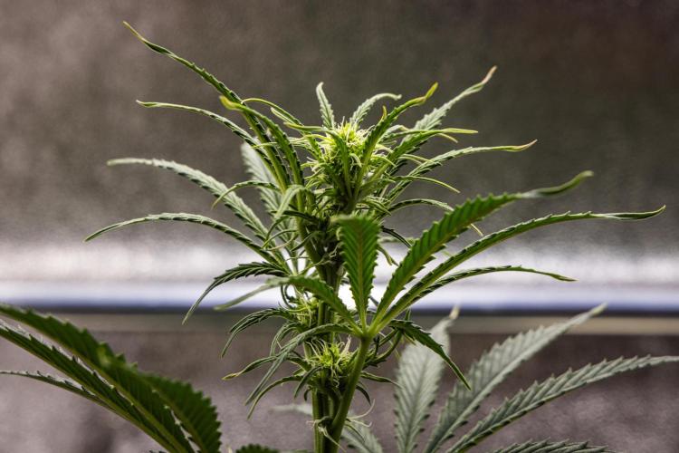 Grape Ape - Farm #23. Week 4 - Grape Ape - Day 28.