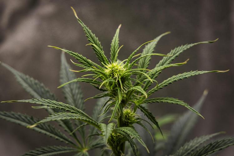 Grape Ape - Farm #23. Week 4 - Grape Ape - Day 28.