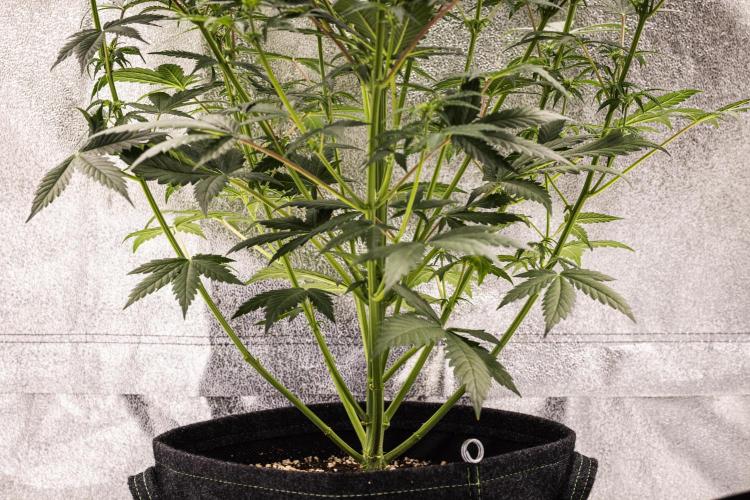 Grape Ape - Farm #23. Week 4 - Grape Ape - Day 28.