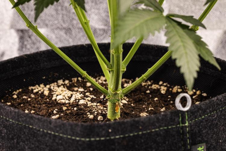 Grape Ape - Farm #23. Week 4 - Grape Ape - Day 28.