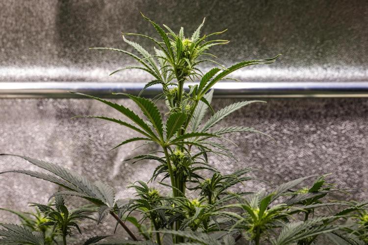 Grape Ape - Farm #23. Week 4 - Grape Ape - Day 28.