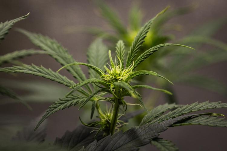 Grape Ape - Farm #23. Week 4 - Grape Ape - Day 28.