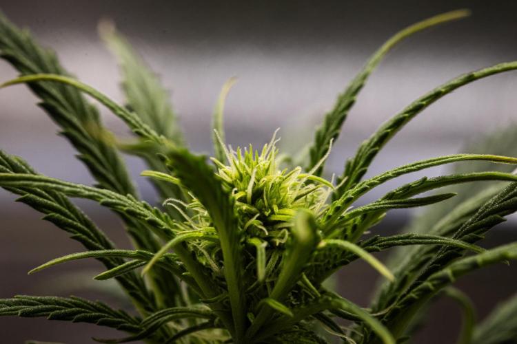 Grape Ape - Farm #23. Week 4 - Grape Ape - Day 28.