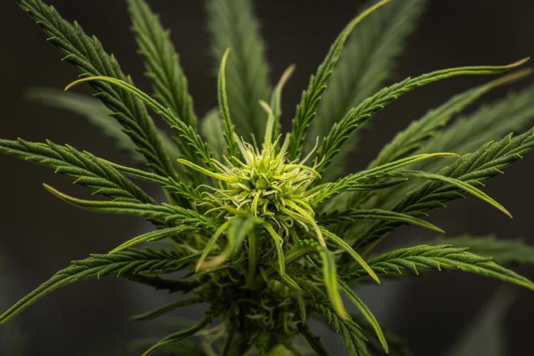 Grape Ape - Farm #23. Week 4 - Grape Ape - Day 28.