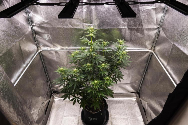 Pink Runtz - Farm #23. Week 4 - Pink Runtz - Day 28.