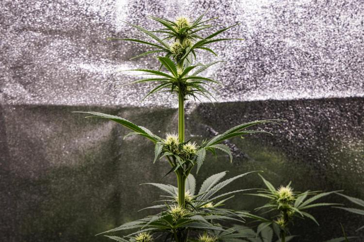 Pink Runtz - Farm #23. Week 4 - Pink Runtz - Day 28.