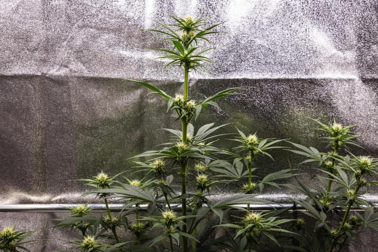 Pink Runtz - Farm #23. Week 4 - Pink Runtz - Day 28.