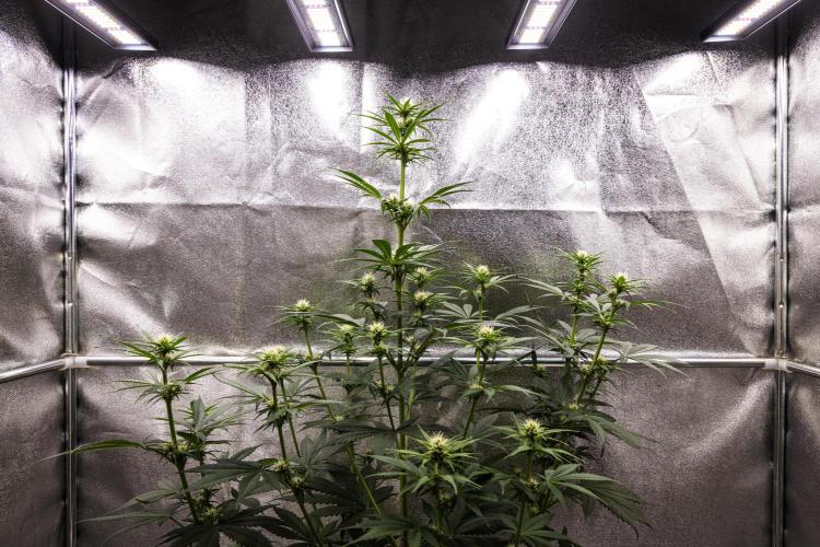 Pink Runtz - Farm #23. Week 4 - Pink Runtz - Day 28.