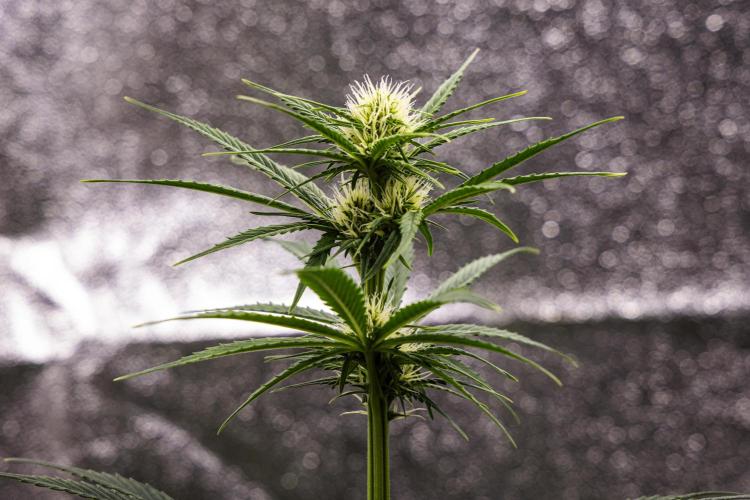 Pink Runtz - Farm #23. Week 4 - Pink Runtz - Day 28.