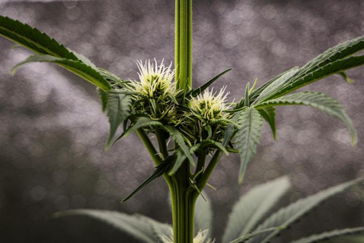 Pink Runtz - Farm #23. Week 4 - Pink Runtz - Day 28.
