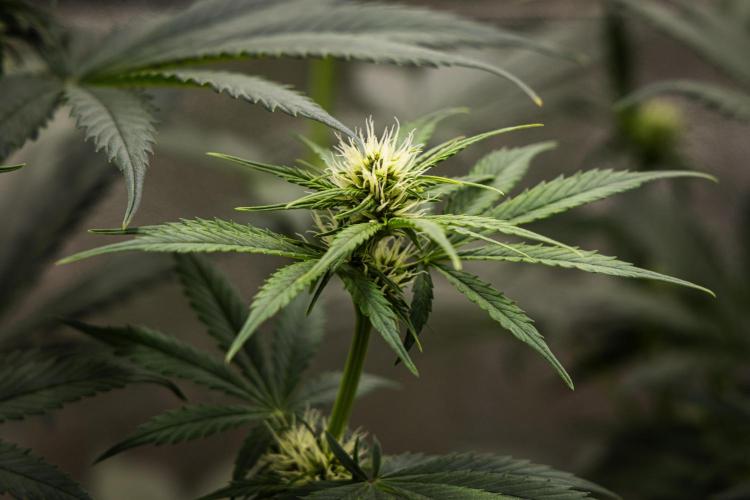 Pink Runtz - Farm #23. Week 4 - Pink Runtz - Day 28.