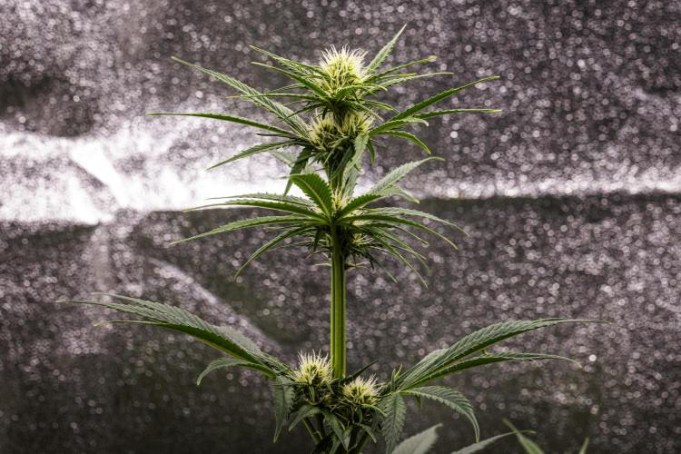 Pink Runtz - Farm #23. Week 4 - Pink Runtz - Day 28.