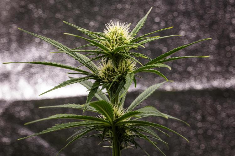 Pink Runtz - Farm #23. Week 4 - Pink Runtz - Day 28.
