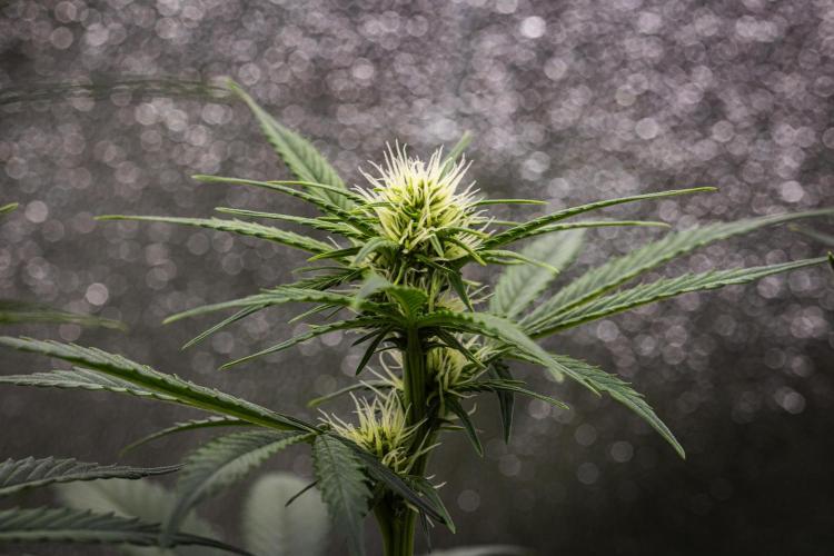 Pink Runtz - Farm #23. Week 4 - Pink Runtz - Day 28.