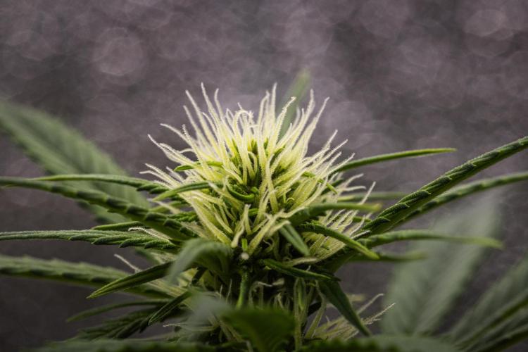 Pink Runtz - Farm #23. Week 4 - Pink Runtz - Day 28.