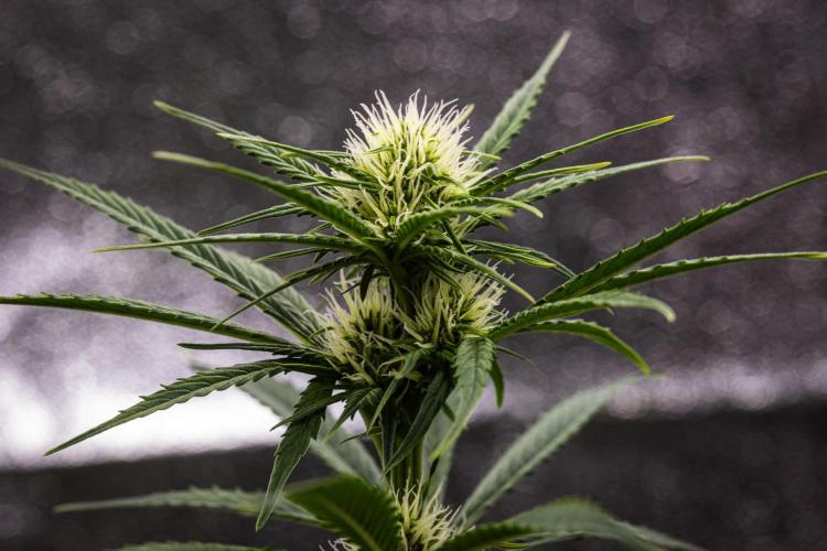 Pink Runtz - Farm #23. Week 4 - Pink Runtz - Day 28.