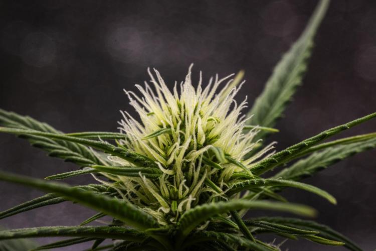 Pink Runtz - Farm #23. Week 4 - Pink Runtz - Day 28.