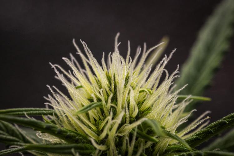 Pink Runtz Automatic. Week 4