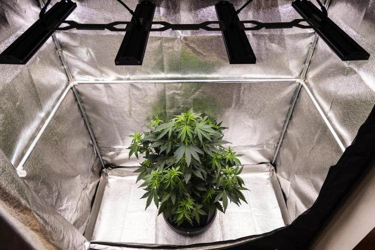 Wedding Cake - Farm #23. Week 4 - Wedding Cake - Day 28.